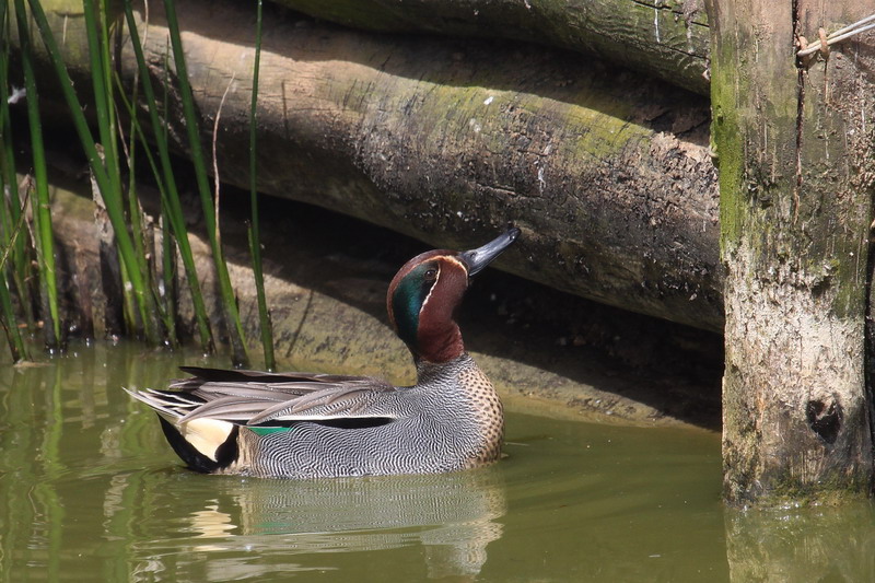 Teal